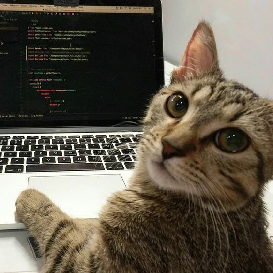 Gato ao lado de um computador com código na tela